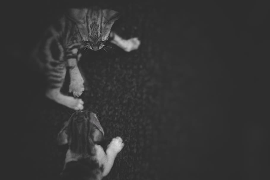 india, bhubaneswar, pets, domestic, mammal, one animal, cat HD wallpaper