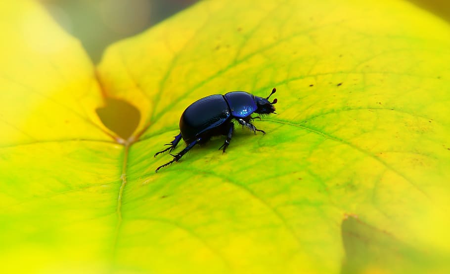 forest beetle, the beetle, leaf, insect, animals, nature, at the court of HD wallpaper