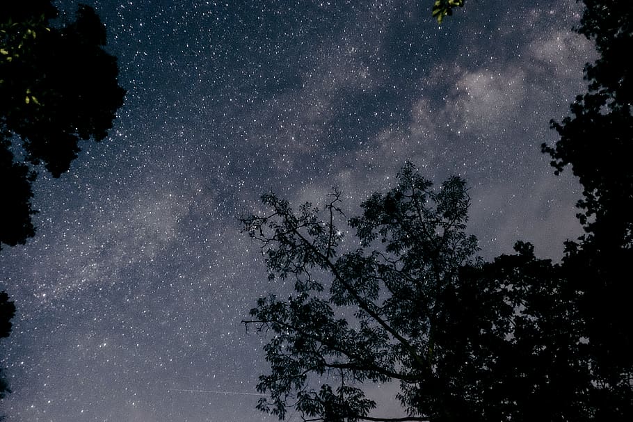Silhouette of Trees Under Clear Night Sky, astronomy, constellation HD wallpaper