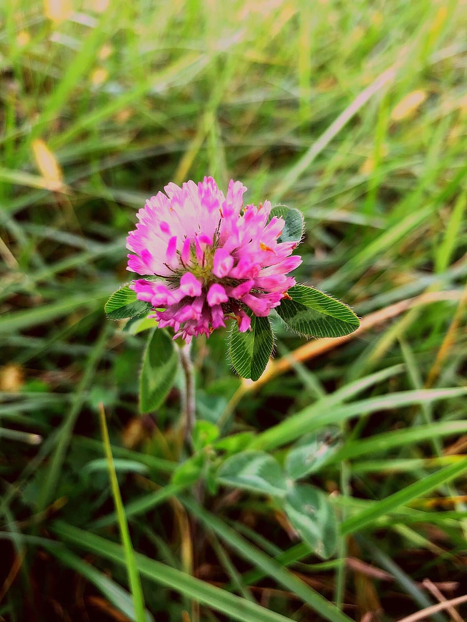 flower, bloom, wildflower, flowering plant, freshness, beauty in nature HD wallpaper