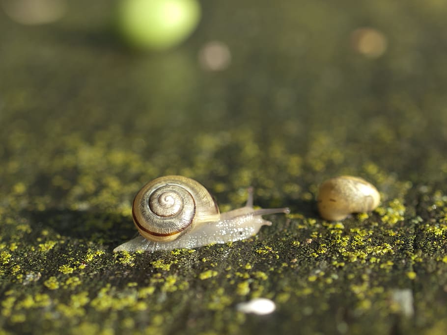 snail, seashell, nature, macro, mollusk, gastropod, animal HD wallpaper
