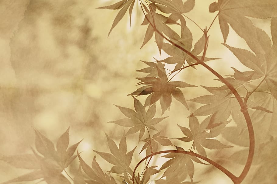 bamboo, plant, green, leaves, zen, japanese, tropical, tree, HD wallpaper