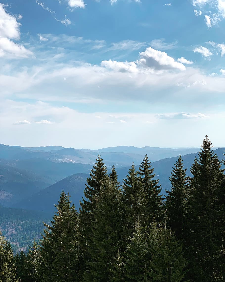 pine trees, plant, fir, abies, nature, conifer, outdoors, telecabina 1400 HD wallpaper