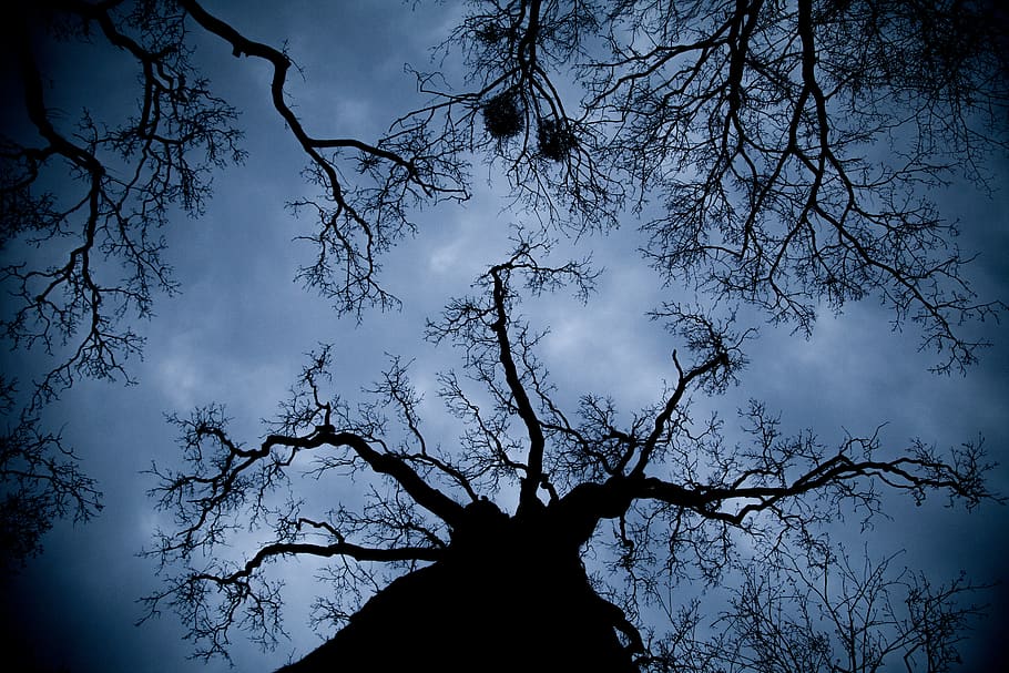 octopus-forest-tree-dark.jpg