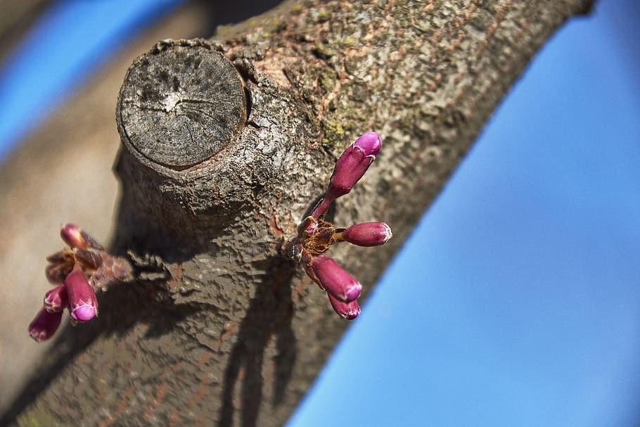 cherry, flower, spring, branch, flowering, colorful, tree, animal wildlife HD wallpaper