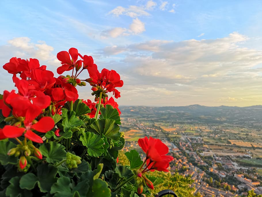 gubbio, geranium, landscape, red, flowers, life, outdoors, flowering plant HD wallpaper