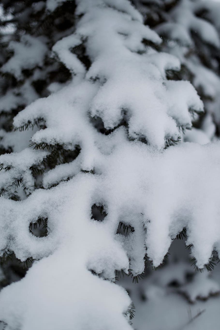 trees, spruce trees, snow, winter, cold temperature, no people HD wallpaper