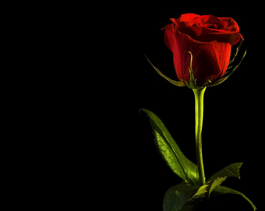black, rose, red, background, closeup, isolated, nobody, petal, HD wallpaper