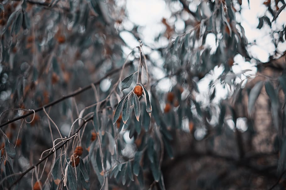 tree, trees, leaf, leaves, nature, green, plant, focus on foreground HD wallpaper