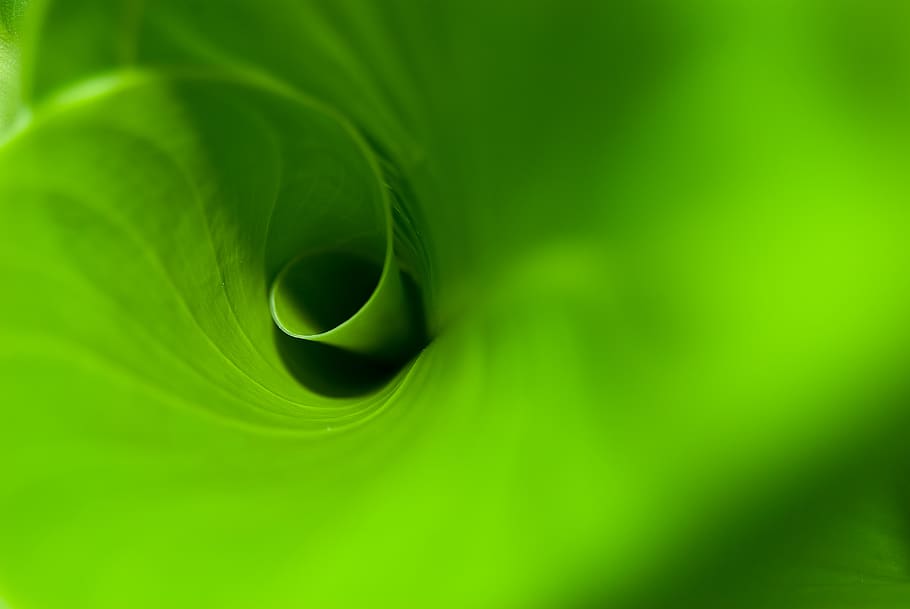 abstract, texture, leaf, the art of, color, green, green color HD wallpaper