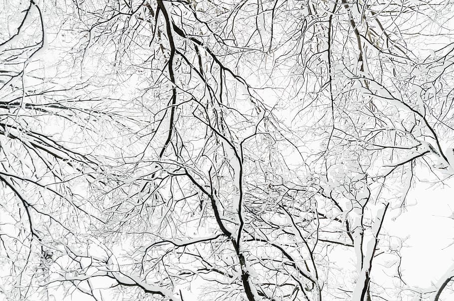 tree bare branches, bare tree, low angle view, plant, nature HD wallpaper