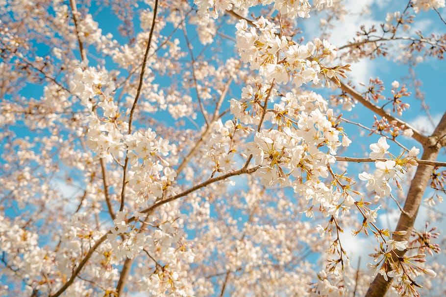 white petaled flowers, plant, flowering plant, tree, branch, fragility HD wallpaper