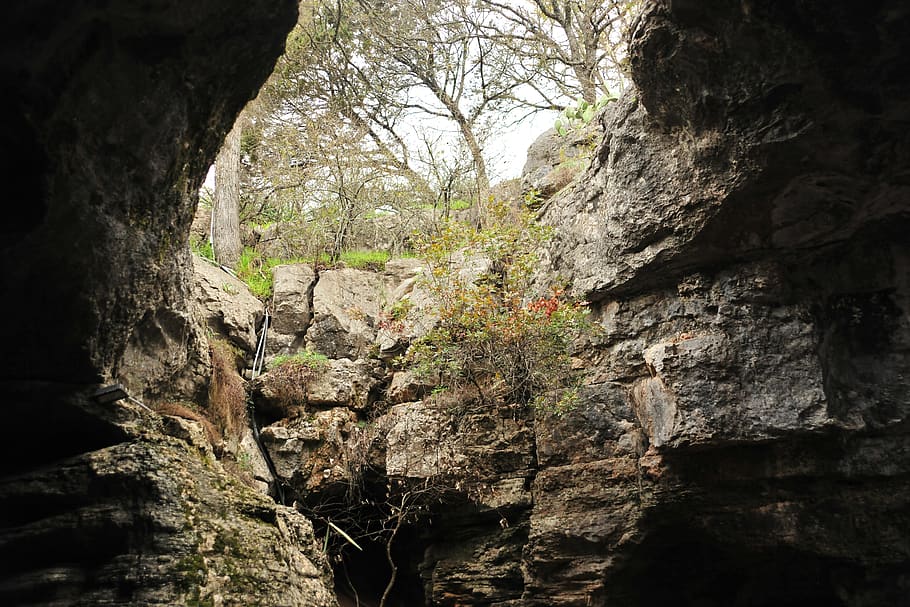 longhorn caverns, tree, rock, nature, rock - object, solid HD wallpaper