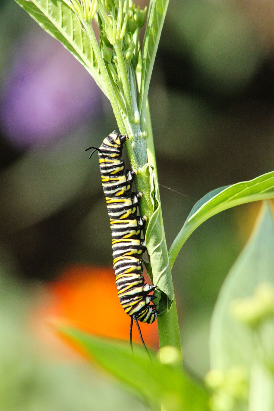 caterpillar, small, tiny, monarch, smallworld, butterfly, insect HD wallpaper
