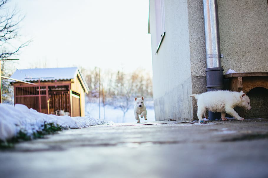 two white puppies, pet, animal, mammal, dog, canine, outdoors HD wallpaper