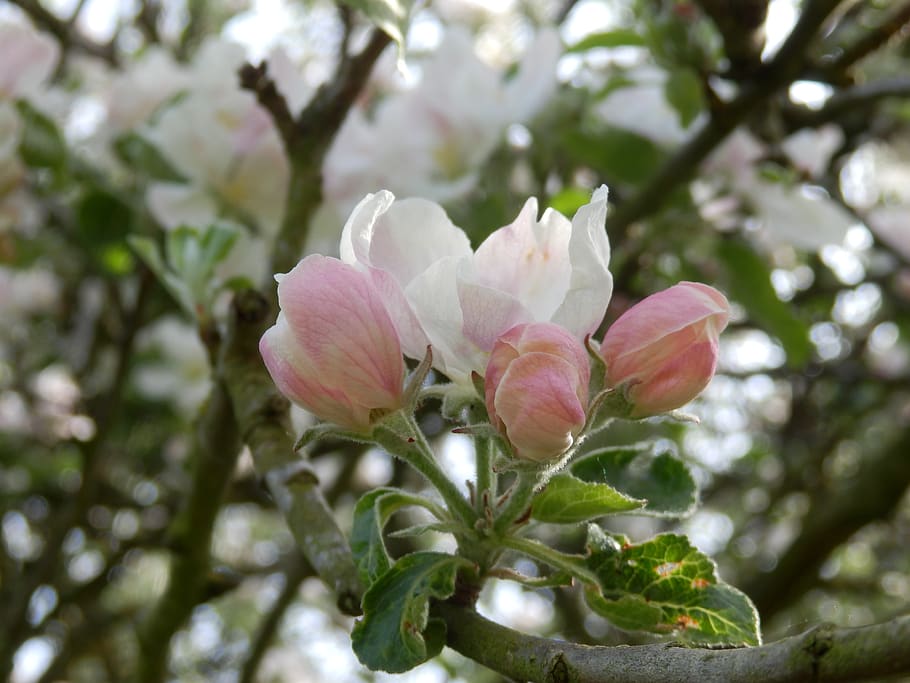 Blossom перевод с английского. Бело-розовая Цветущая яблоня. Фото в цветении яблони с девушкой.