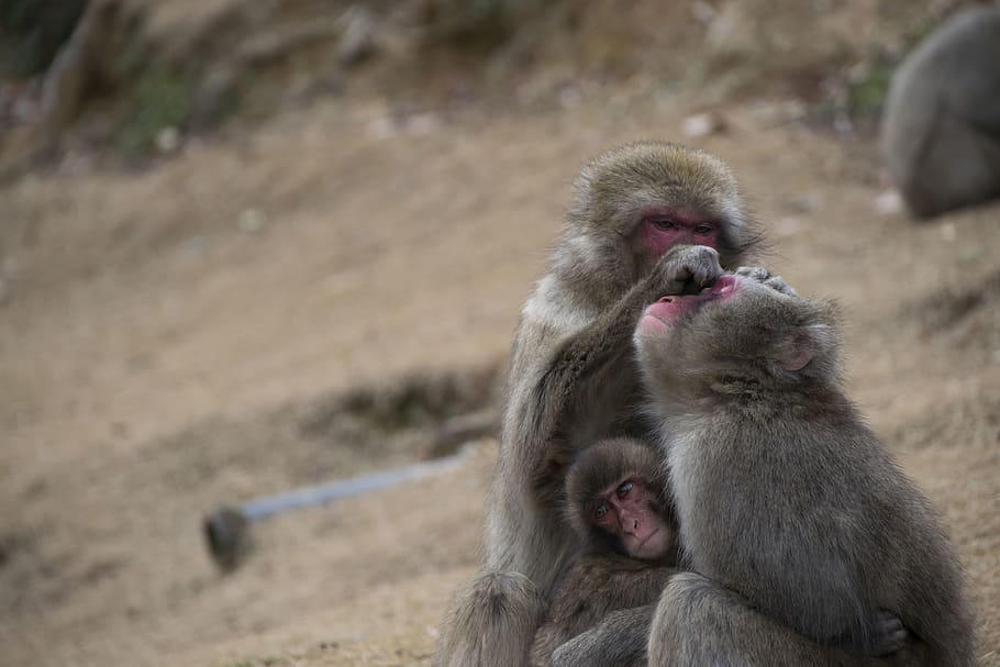 animal, animals, monkey, monkeys, wildlife, nature, primate HD wallpaper