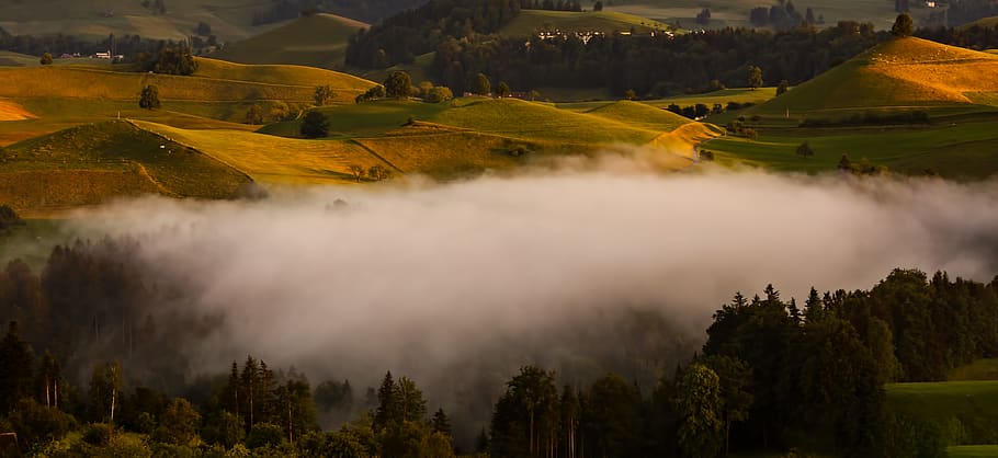 trees covered by fog, field, mountain, mound, outdoors, grassland HD wallpaper