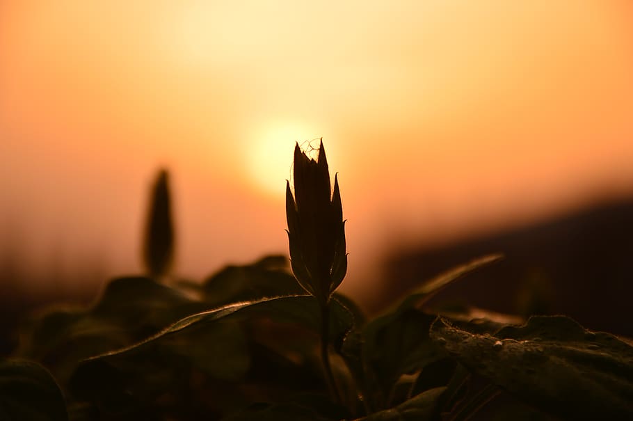 light, flare, sunlight, nature, outdoors, plant, dawn, red sky HD wallpaper
