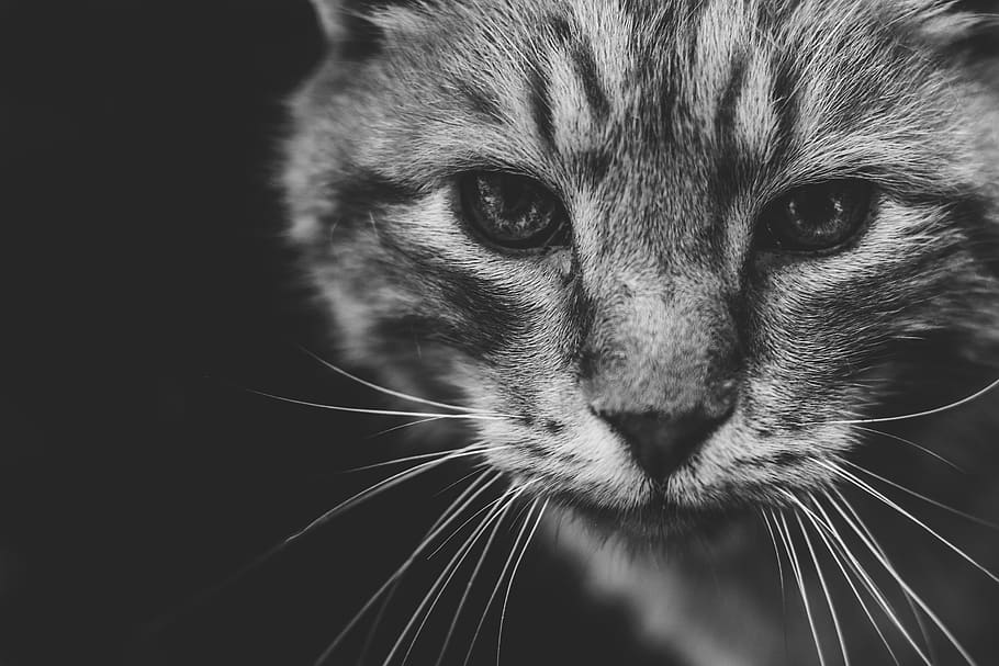 cat, wild, animal, predator, wildcat, hunter, eyes, fur, roar HD wallpaper