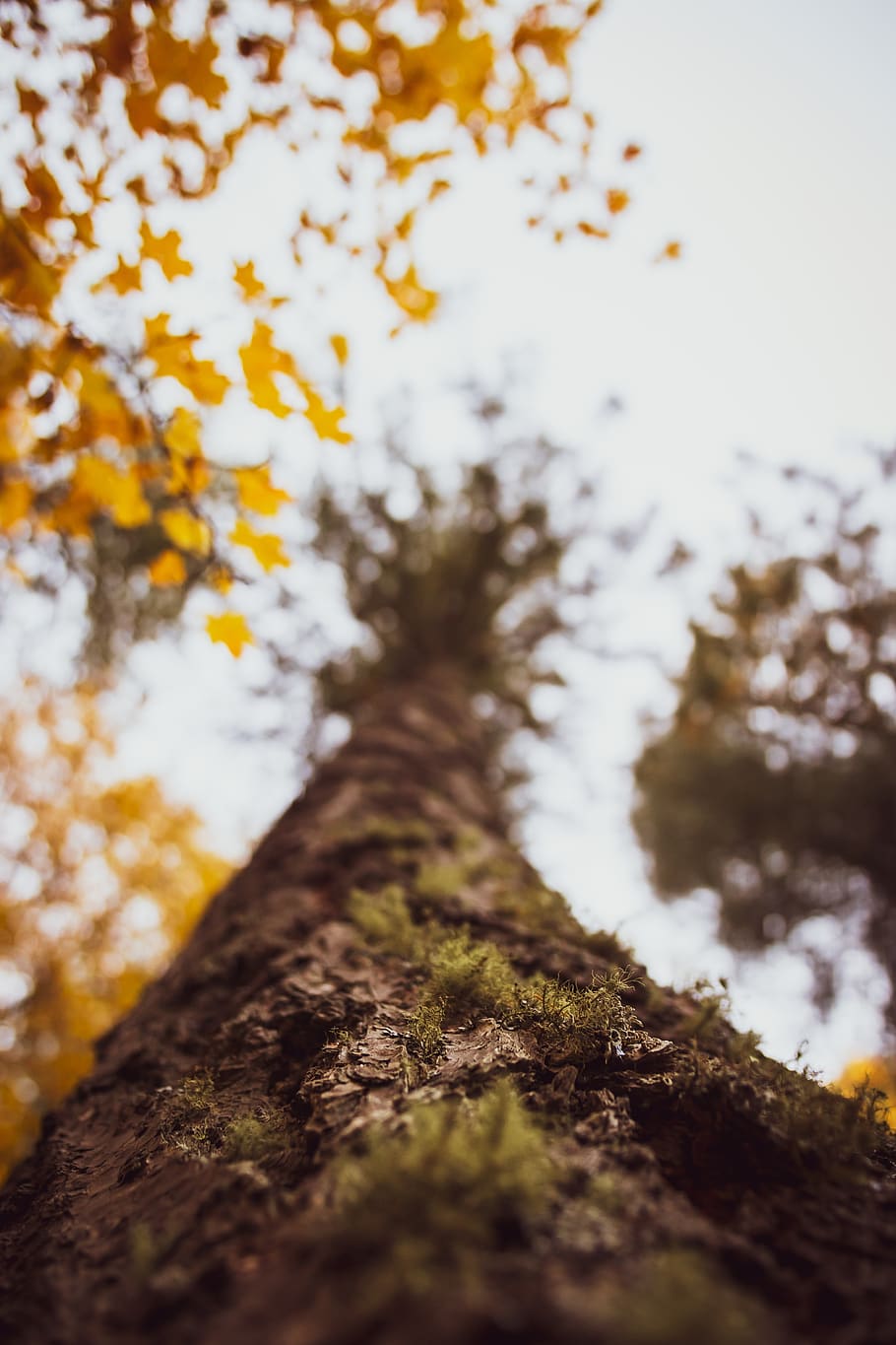 green tree, flora, sycamore, plant, oak, conifer, gravel, road HD wallpaper