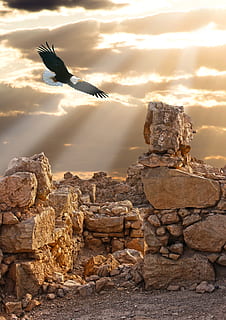 stones, masada, rubble, memory, stronghold, bird, vertebrate HD wallpaper