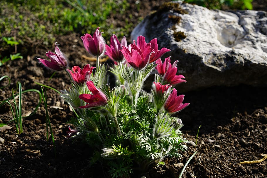 pasque flower, common pasque flower, blossom, bloom, plant HD wallpaper