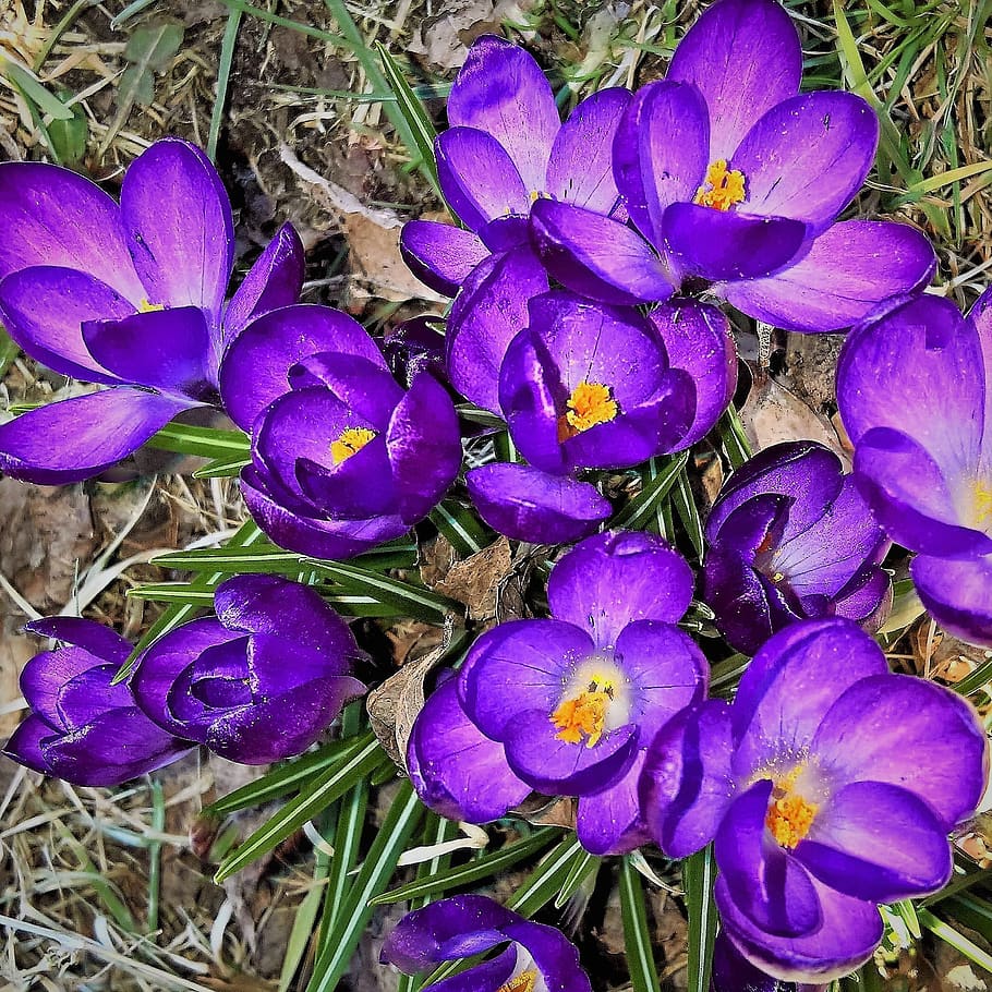 flowers, crocus, spring, early bloomer, dark purple flowers HD wallpaper