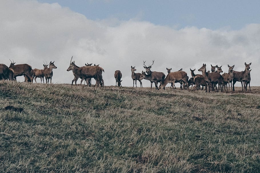 herd of deer on grass field, elk, wildlife, animal, mammal, antelope, HD wallpaper