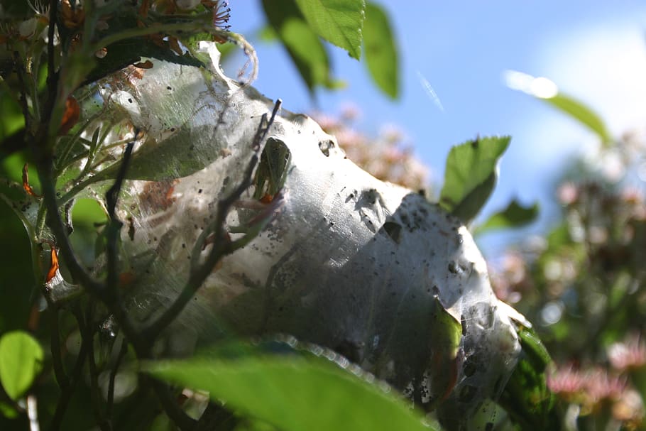 nest, hive, bugs, insects, nature, wide angle, caterpillars HD wallpaper
