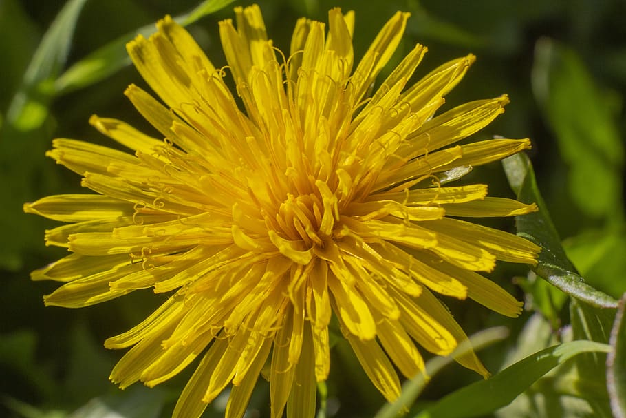 dandelion, flower, grass, macro, yellow, closeup, flowering plant HD wallpaper