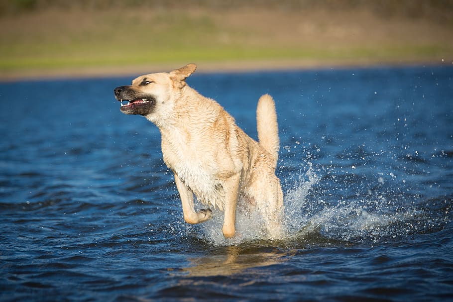 dog, water, race, fun, play, nature, jump, animal portrait, HD wallpaper