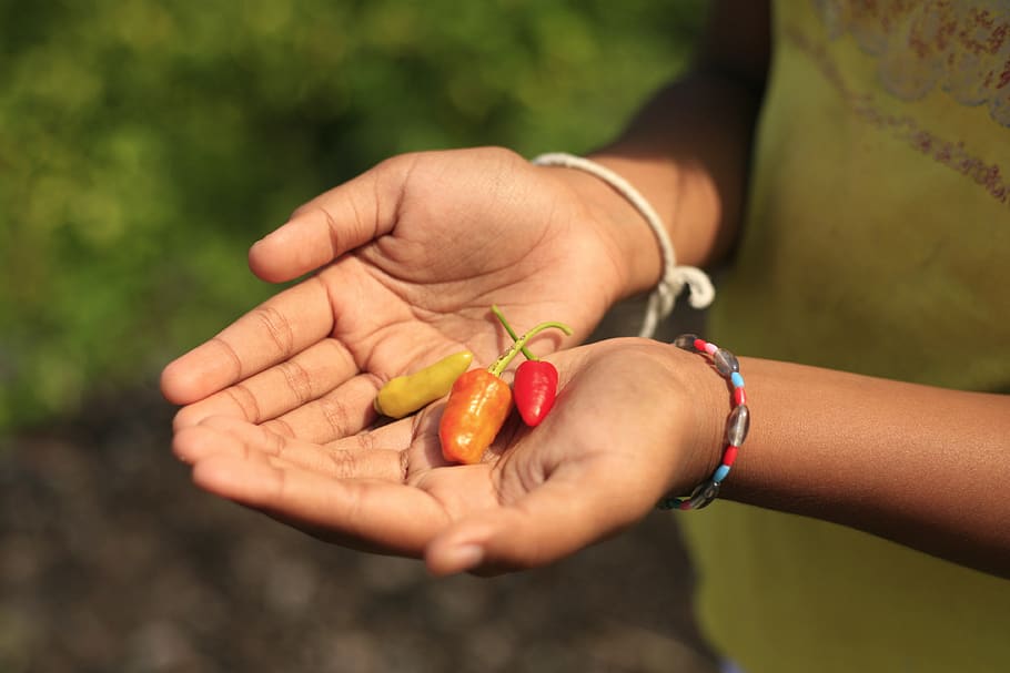 person holding peppers, human, people, sidemen, indonesia, vegetable, HD wallpaper