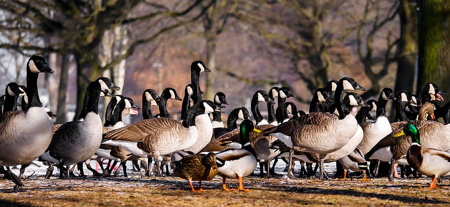 Flock of Geese, animals, ducks, farm, feather, feathers, gander HD wallpaper