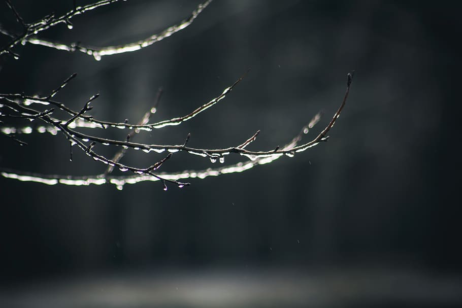 leafless tree branch, invertebrate, arachnid, animal, insect HD wallpaper