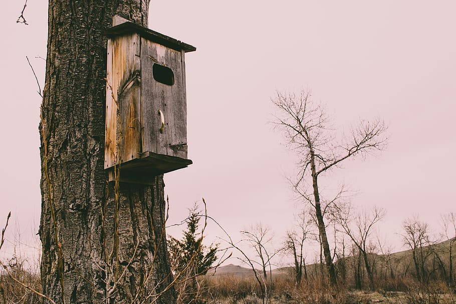 Photography of Brown Wooden Birdhouse, landscape, light, tree HD wallpaper