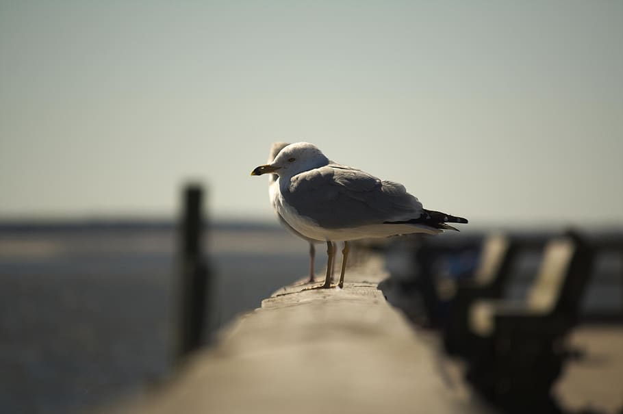 bird, vertebrate, animal themes, animal wildlife, animals in the wild HD wallpaper