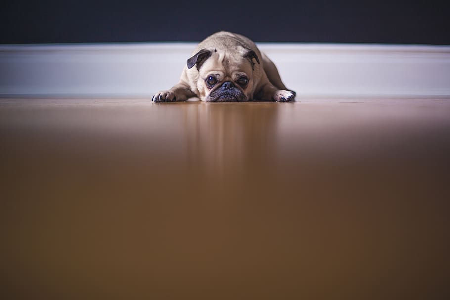 fawn pug lying on floor, dog, pets, canine, one animal, mammal HD wallpaper