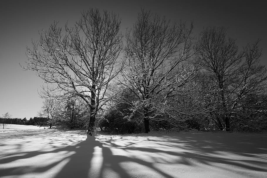 tree, winter, landscape, frozen, fog, light, shadow, snow, backlighting HD wallpaper
