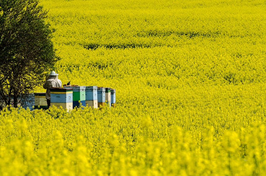 nature, landscape, bees, beekeeper, yellow, plant, rural scene HD wallpaper