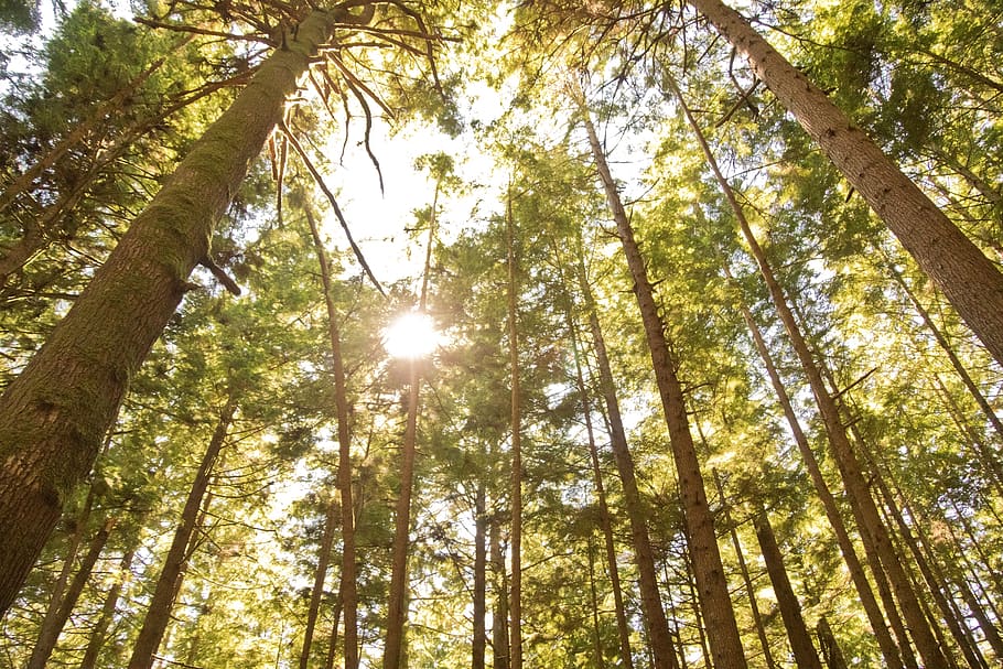 trees, forest, green, plant, low angle view, land, tree trunk HD wallpaper