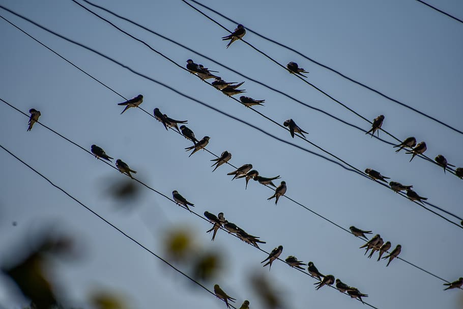 wire, bird, swallotail, sky, low angle view, cable, vertebrate HD wallpaper