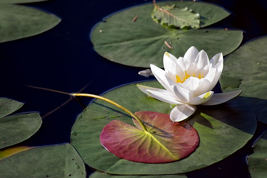 nature, flora, water lily, plant, bloom, aquatic plant, flower HD wallpaper
