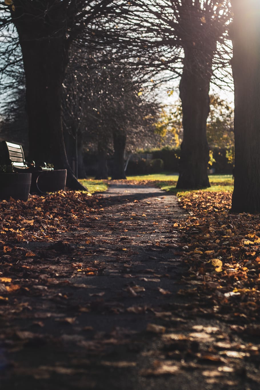 leaves on pathway beside bench, furniture, tree, plant, tree trunk HD wallpaper