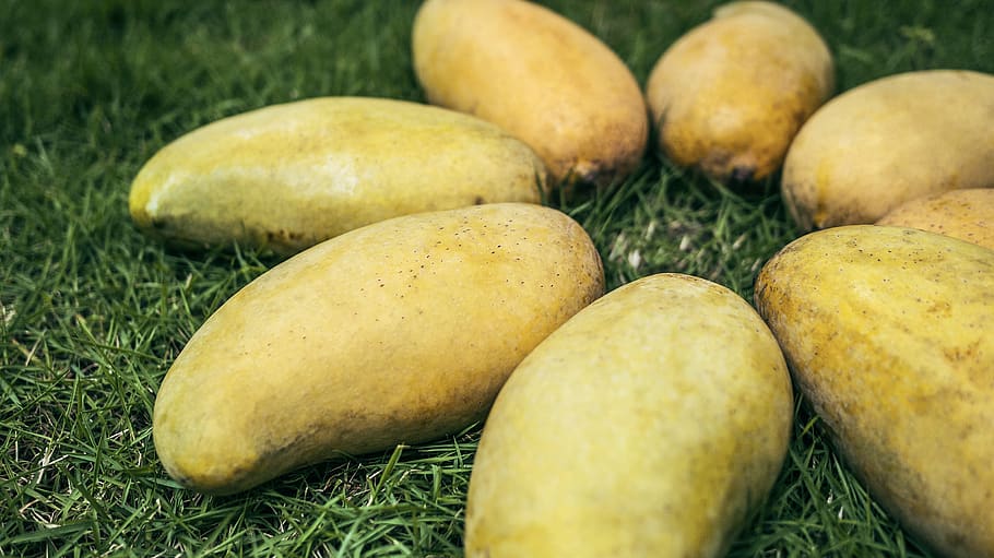 yellow mango fruits, food, food and drink, grass, plant, freshness HD wallpaper
