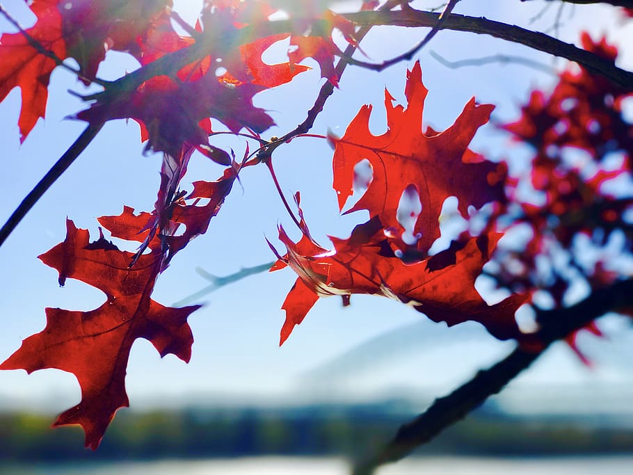 leaf, tree, plant, nature, autumn, sky, blur, plant part, change HD wallpaper