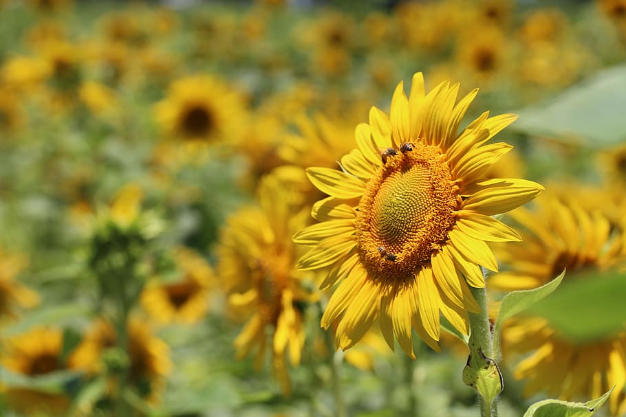 Selective Focus Photography of Yellow Sunflower, bees, bloom HD wallpaper