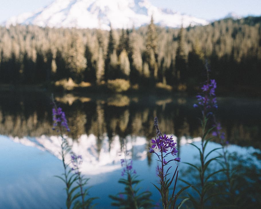 mt rainier, snow, volcano, reflection, lake, flower, flowers HD wallpaper