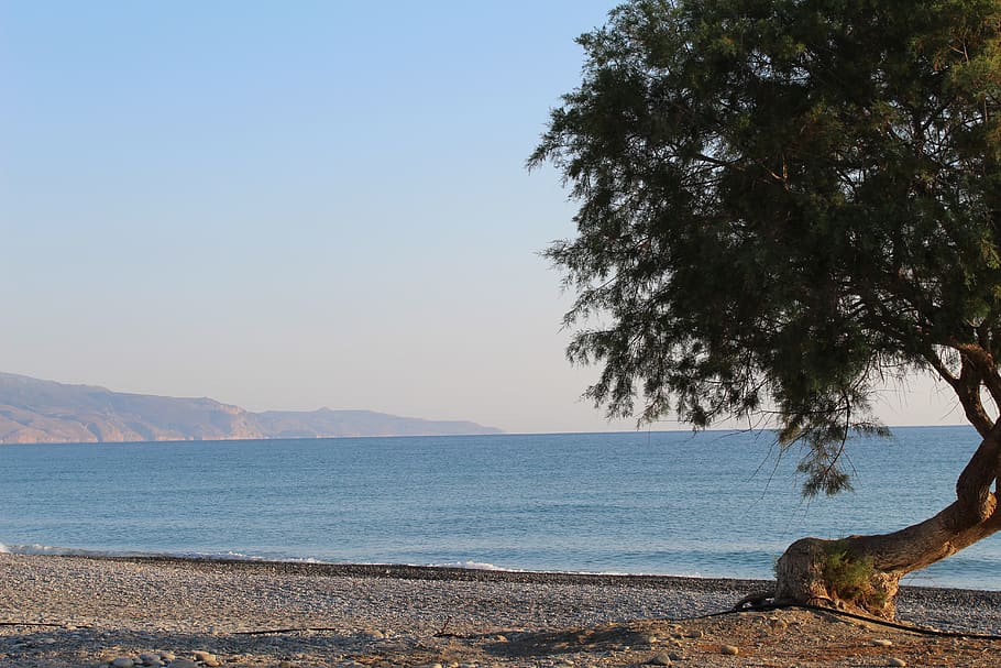 tree, beach, sea, landscape, sky, nature, summer, sand, water HD wallpaper