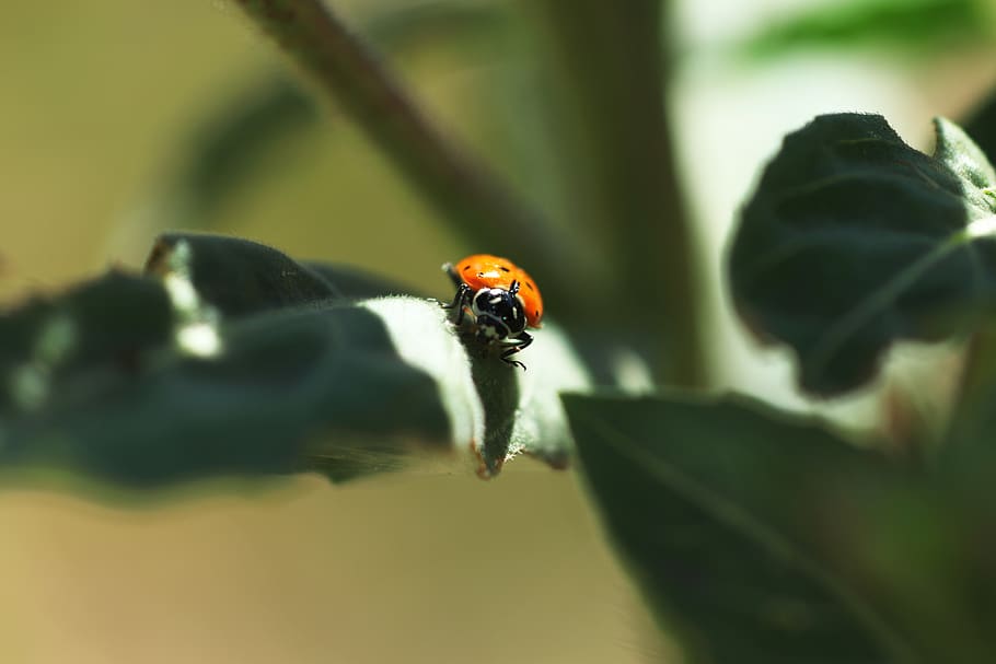 ladybug, insect, nature, red, spring, leaf, small, branch, green HD wallpaper